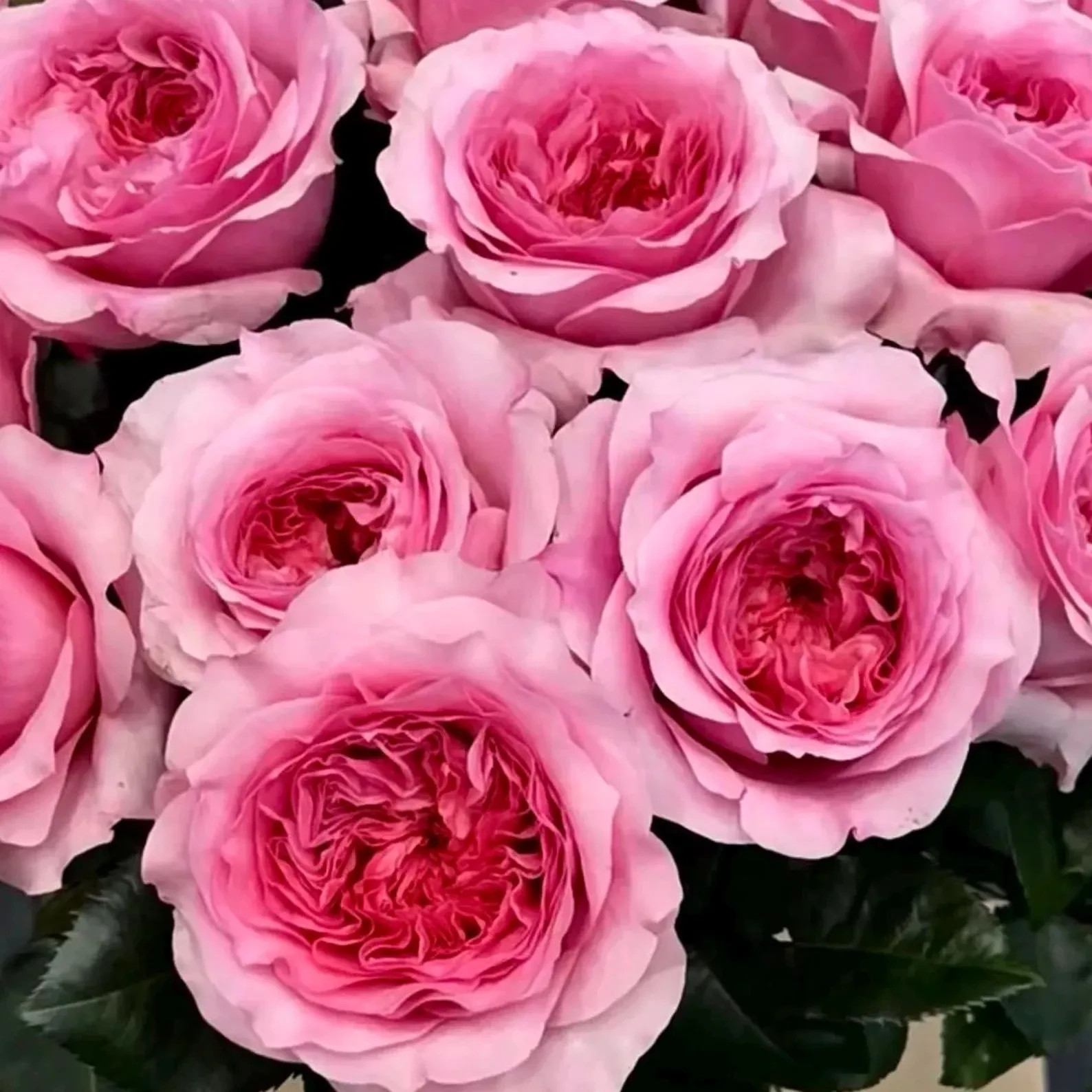 Live Bare Root Rose Plant – Premium Garden Variety, Fragrant Blooms New