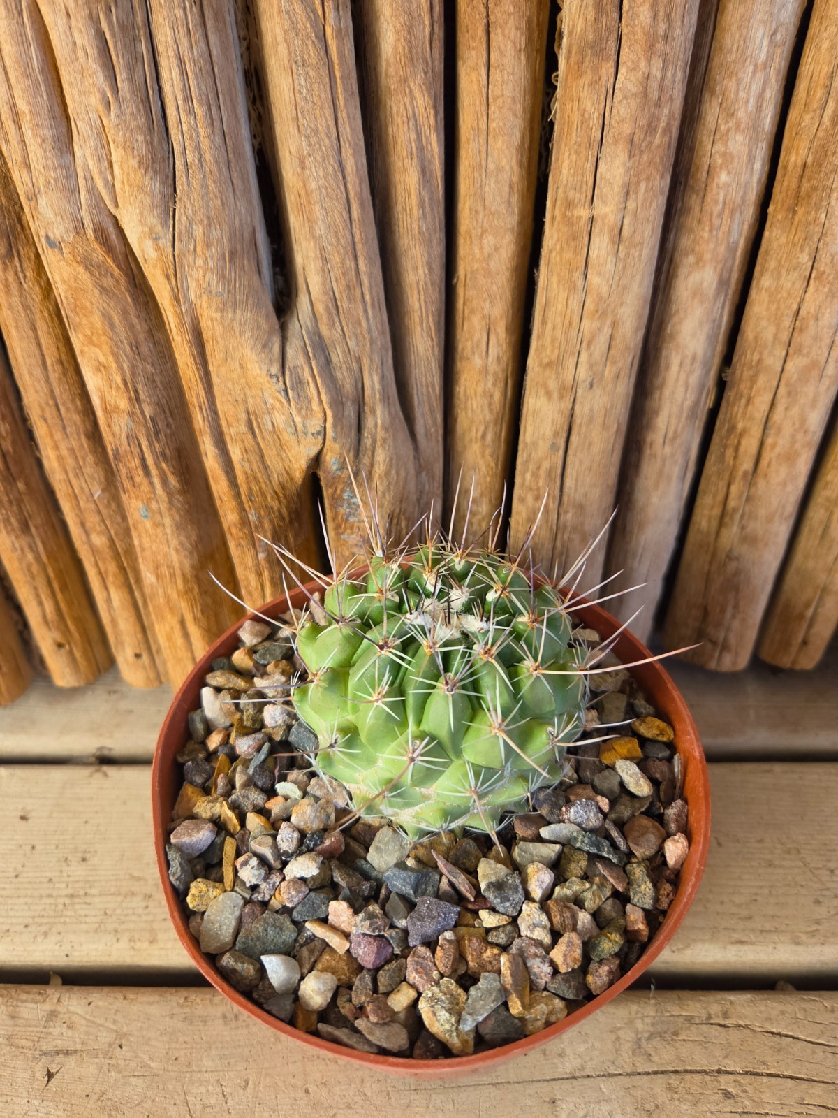 Thelocactus saussieri