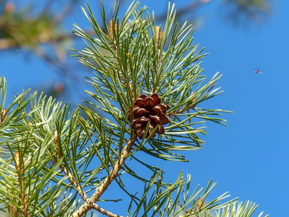Live Scotch Pine Tree – 14–22″ Tall – Potted Tree – Ideal for Garden or Patio