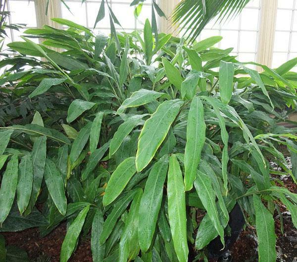 Elettaria cardamomum | Cardamom | 200 Seeds