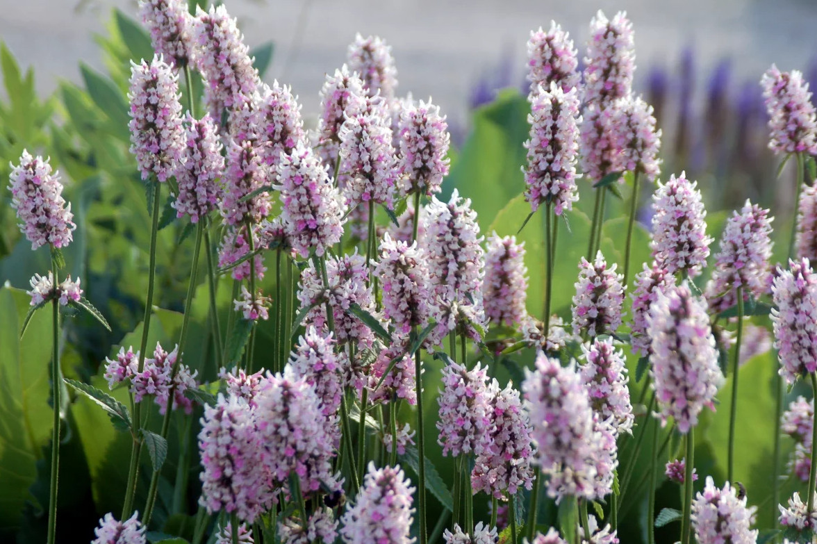 Stachys Betony Summer Crush Live Plant Plug – 1–3″ Tall – Pink Flowering Plant