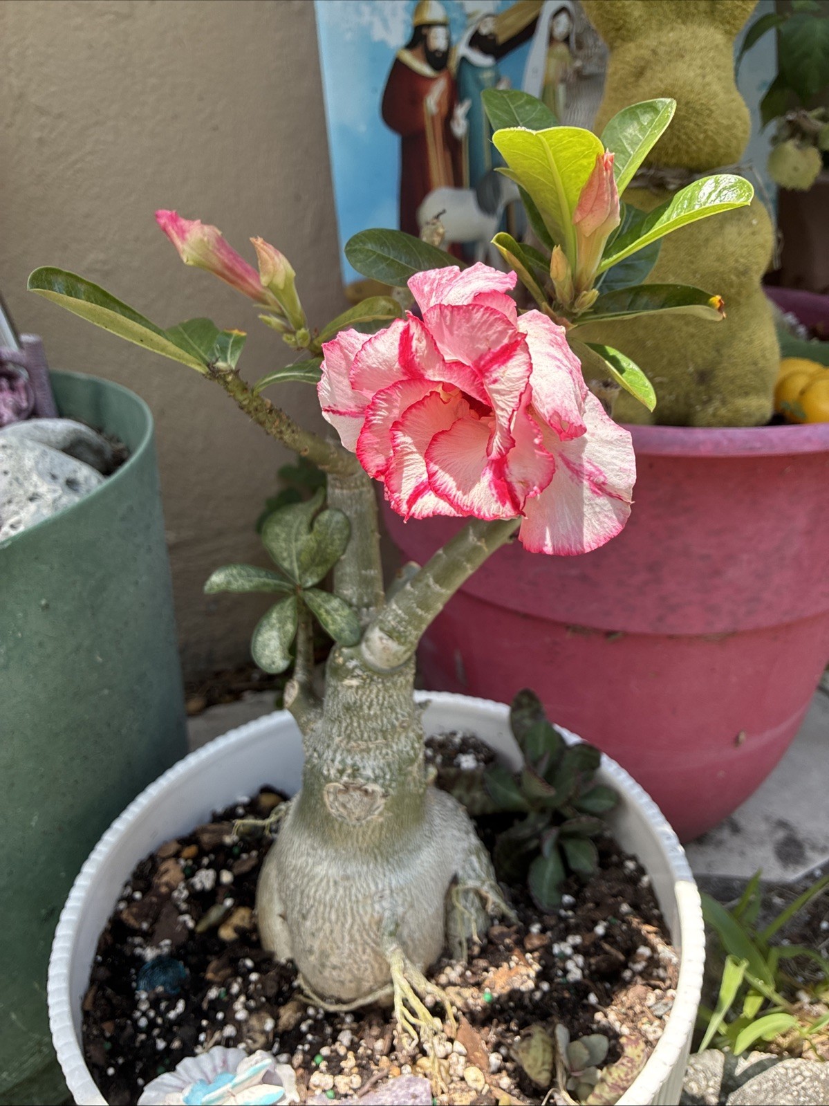 Queen Esther Beautiful Desert Rose Tiple Petal