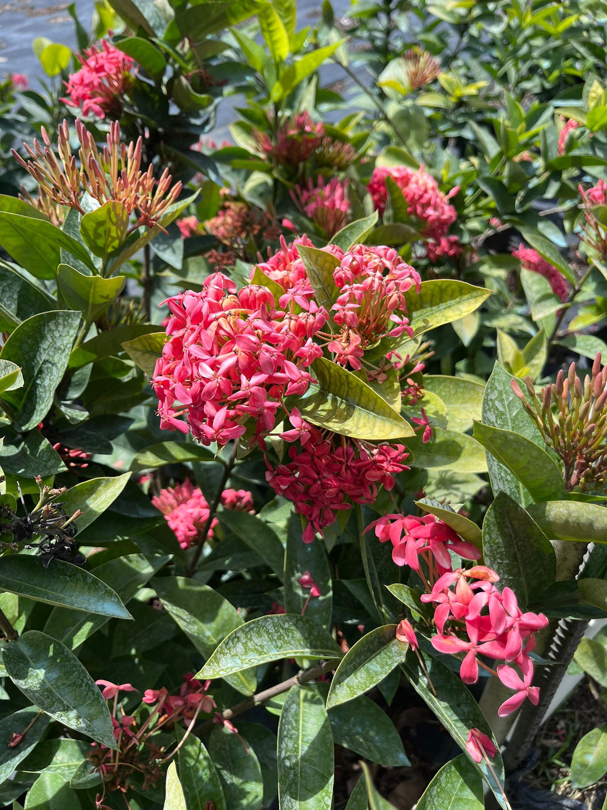 Live Large Plant Chinese Ixora Pink Plant 1 Gal- Vibrant Blooms and Easy Care
