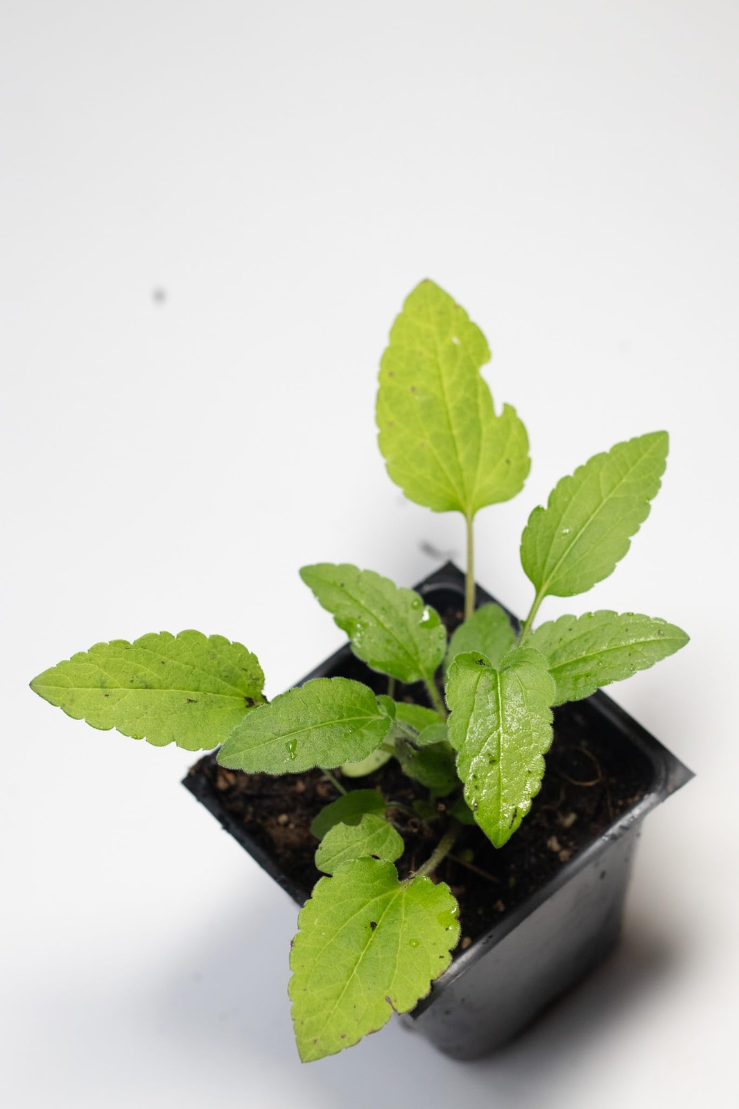 Brown-eyed Susan (Rudbeckia triloba) Organic Plant in 2.5-inch Pot