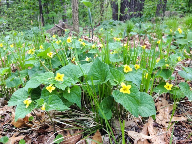 Yellow Violets (Viola Rotundifolia) | Bare-root