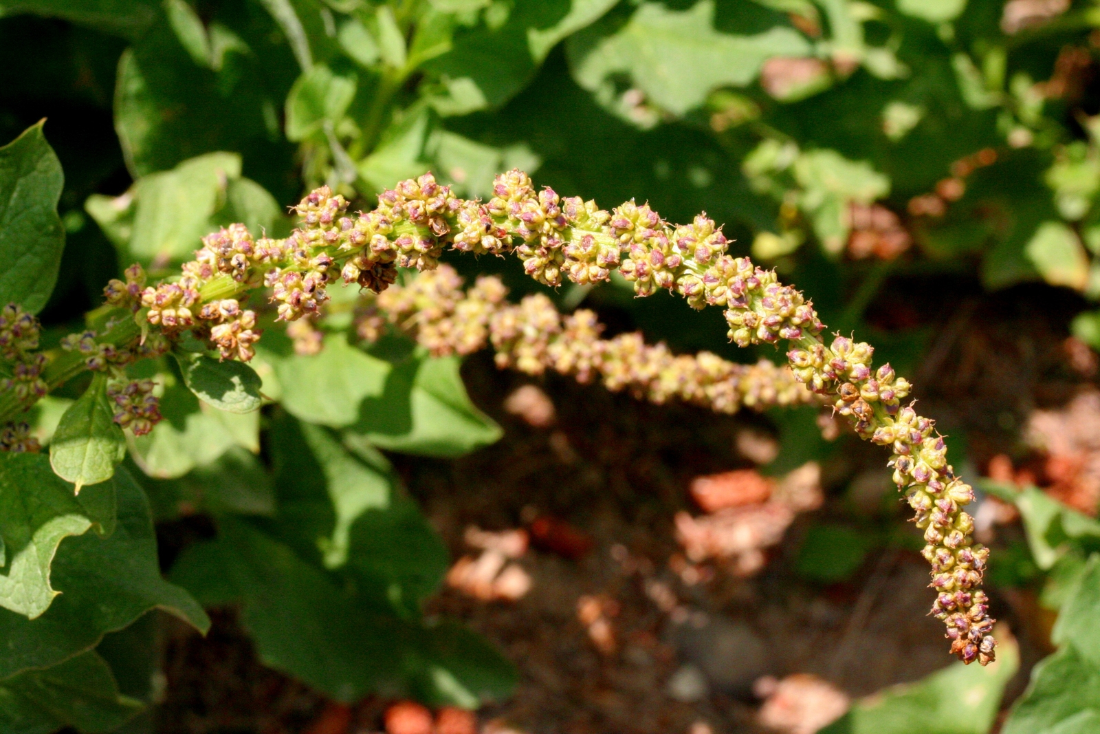 100 GOOD-KING-HENRY Seeds (Chenopodium bonus-henricus) | Free shipping