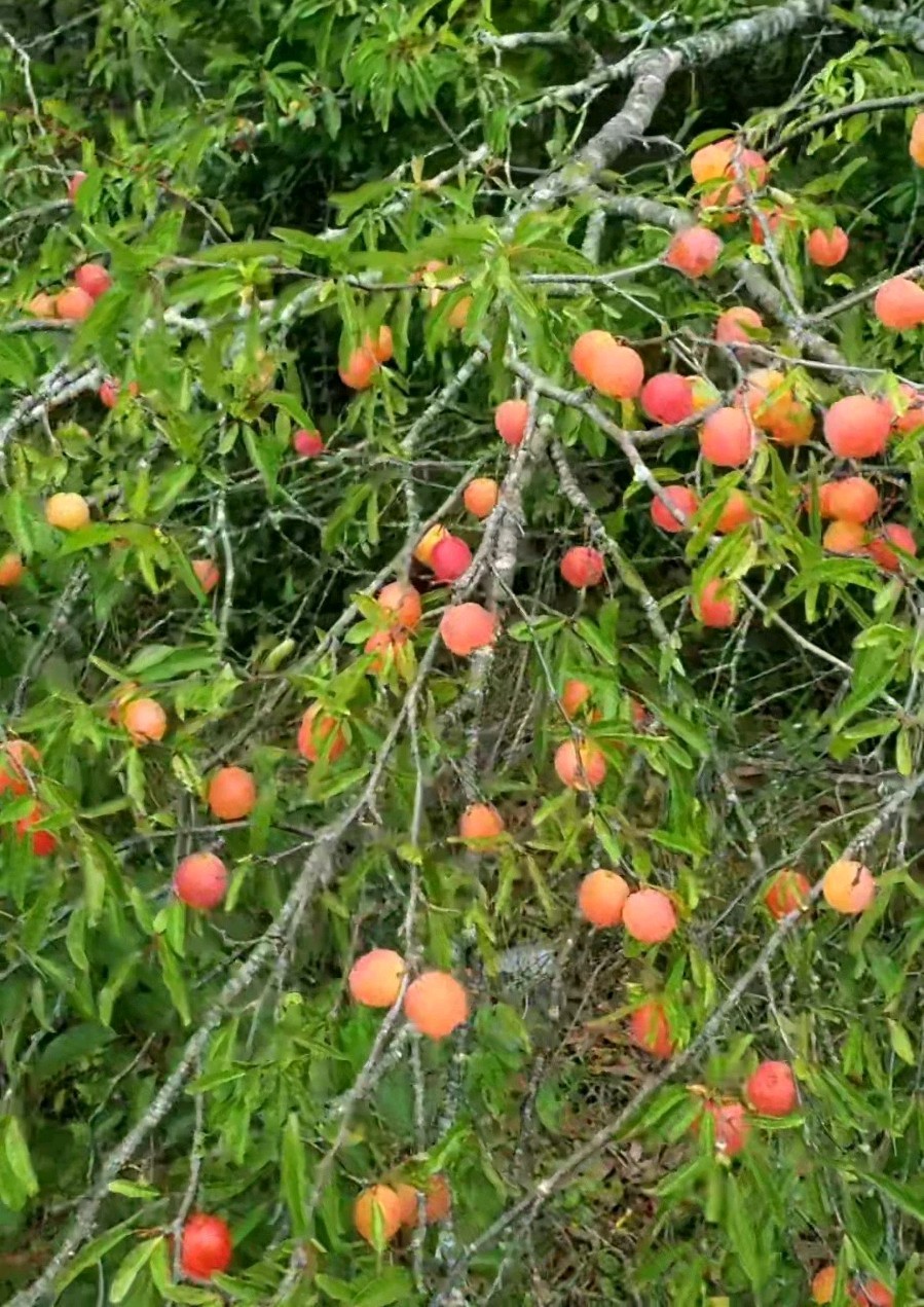 10+ Chickasaw Plum Seeds – Fresh 2026 Harvest | Beyond Organic