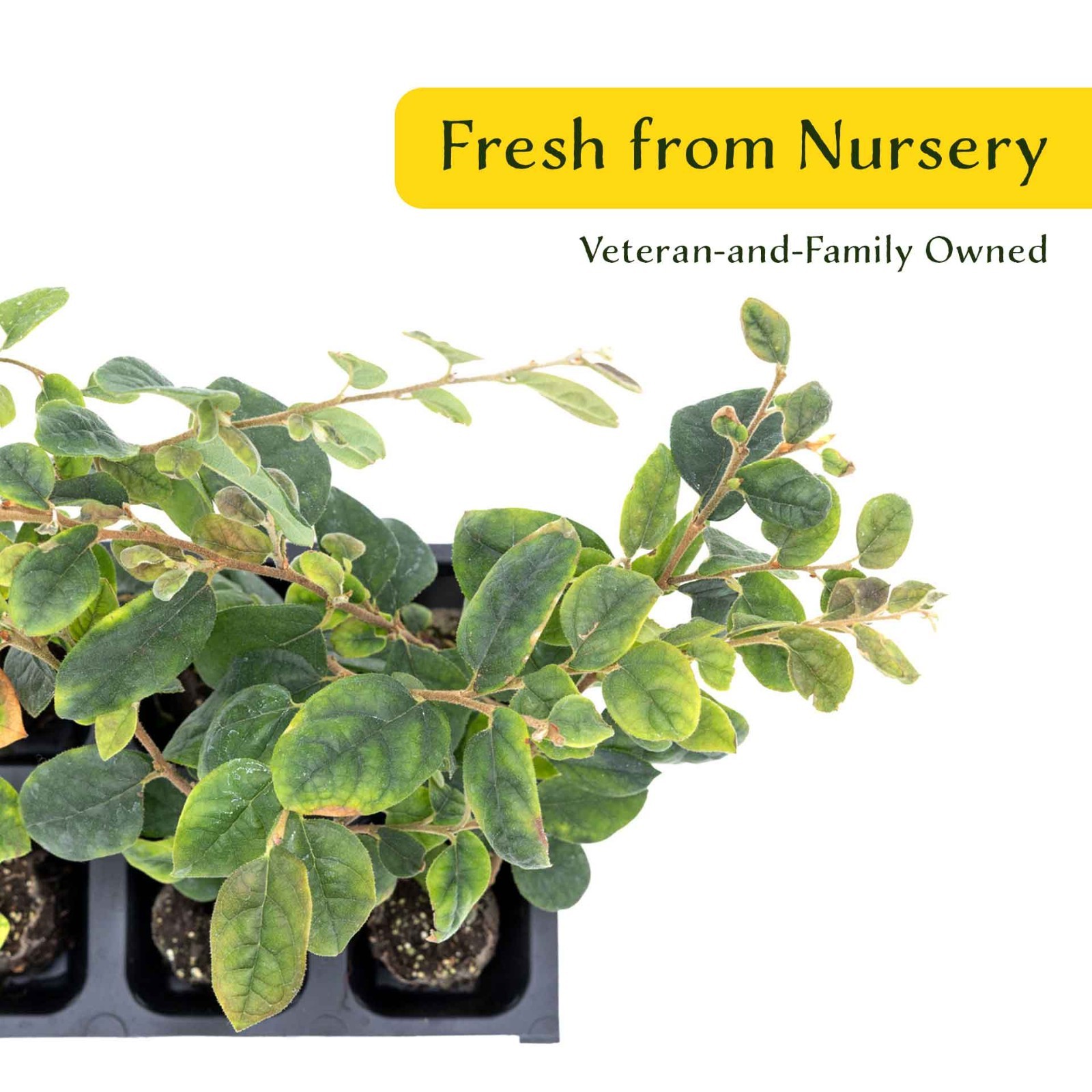 3 Chinese Fringe Flowers, Live Plants in 2.5″ Cubes (Loropetalum chinense)