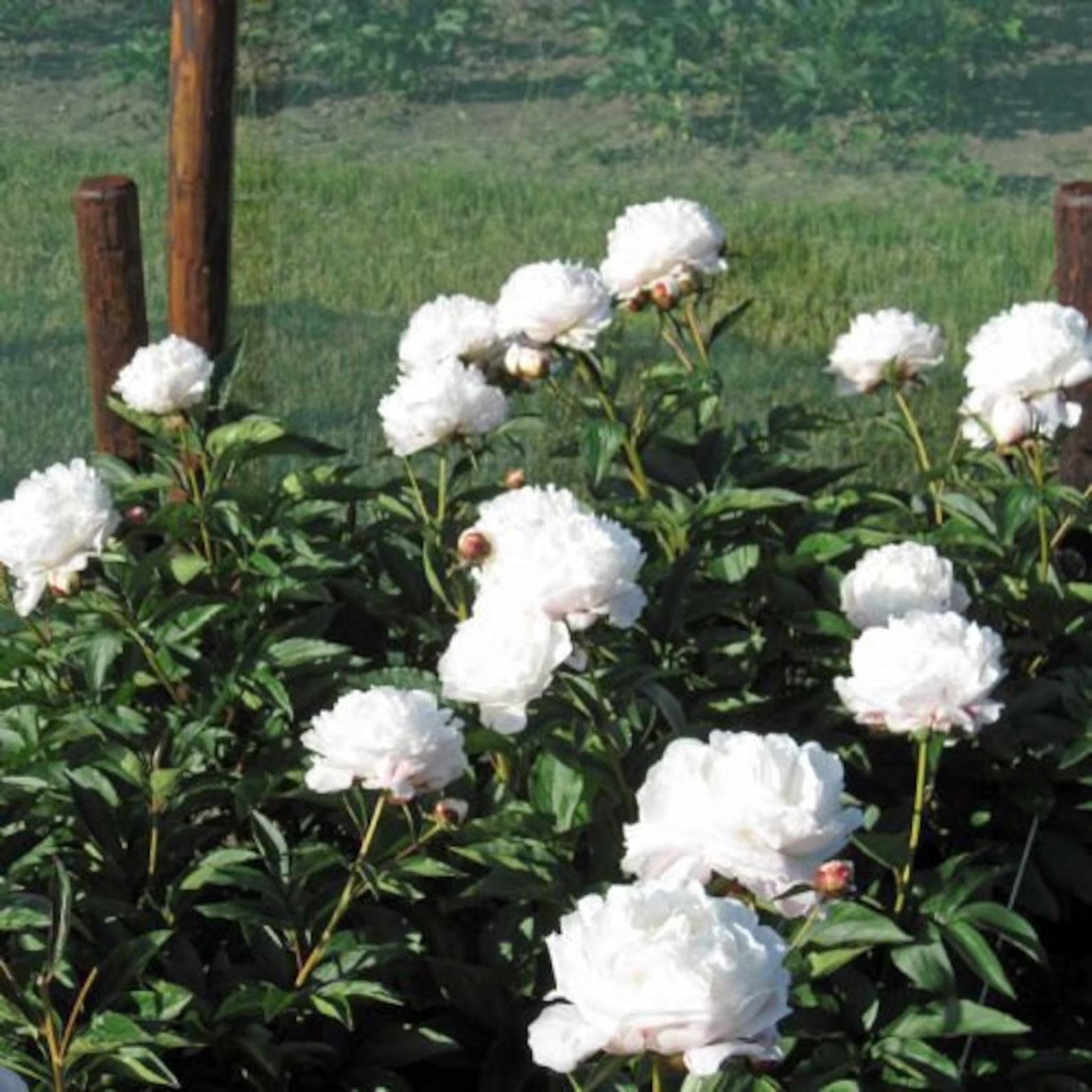 Shirley Temple Bareroot Peony, 2-3 Eye, Great for Fall Planting! USA farm