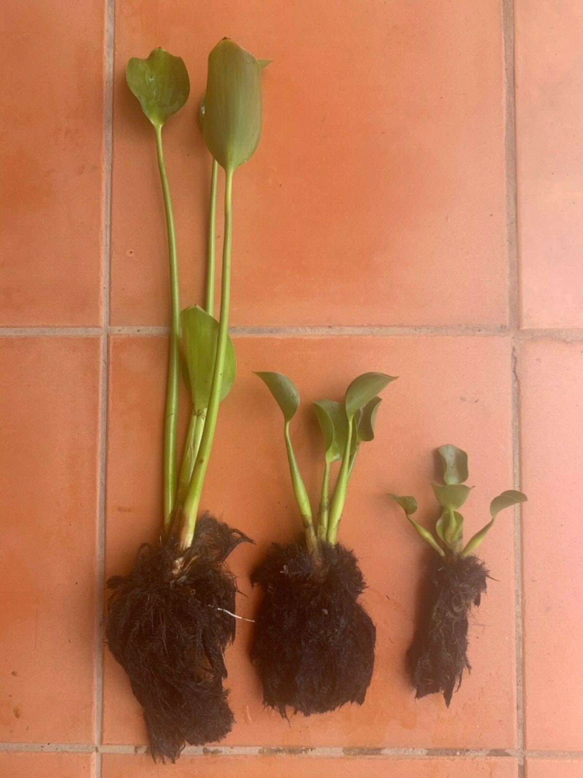 Water Hyacinth Floating 35 Small Plants Koi Pond Fish Aquatic Filtration Babies
