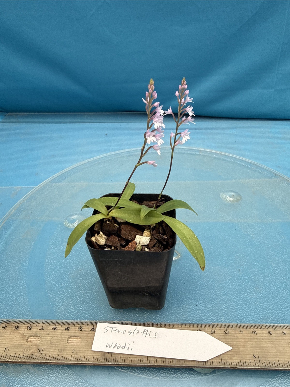 Stenoglottis woodii BS Pink Purple Orchid Species 2″ Pot TWO GROWTHS + 2 SPIKES