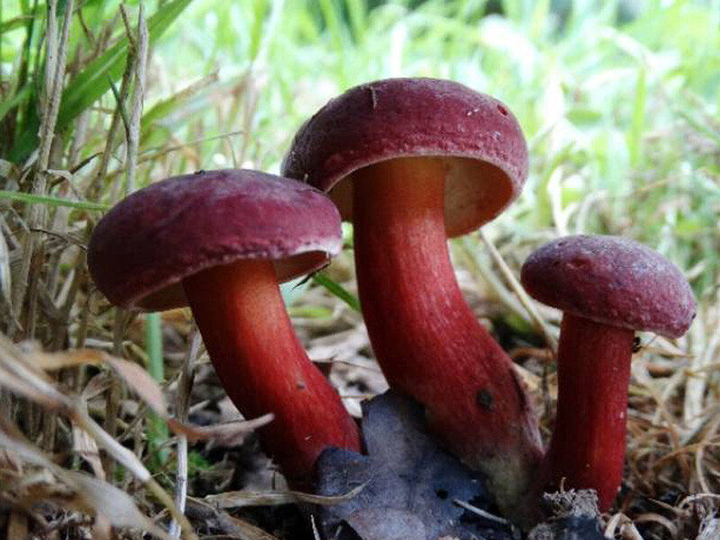 Seeds Mushroom Boletus Red (Xerocomus rubellus) Mycelium Spawn Spores Organic