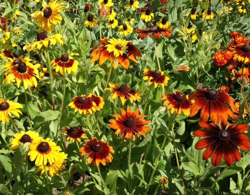 Gloriosa Daisy Seeds, NON-GMO, Rudbeckia hirta, Variety Sizes, FREE SHIPPING