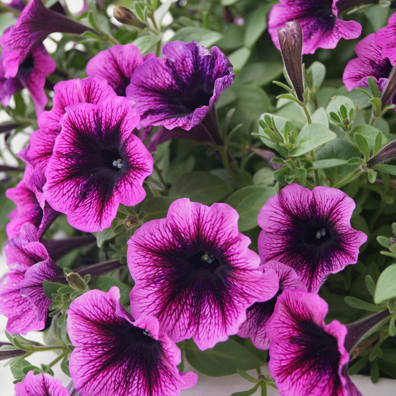 Petunia Seeds Flowers Perennial Flowers Seed Annual US SELLER 175 Seeds Garden