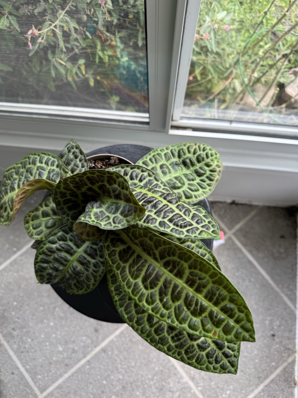 RARE Exotic Labisia Turtle Back — LARGE