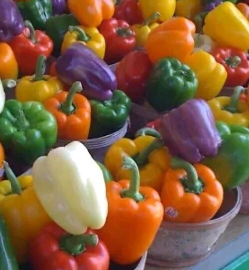 🫑RAINBOW BELL PEPPER SEEDS MIX 50+ RED purple orange white yellow