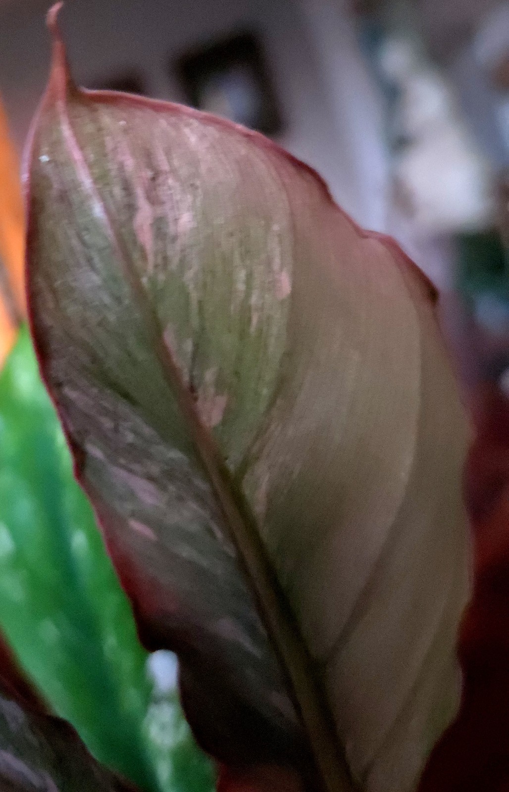 Rare Philodendron Variegated Pink Fire Tiger 11″ Tall Not Anthurium Monstera