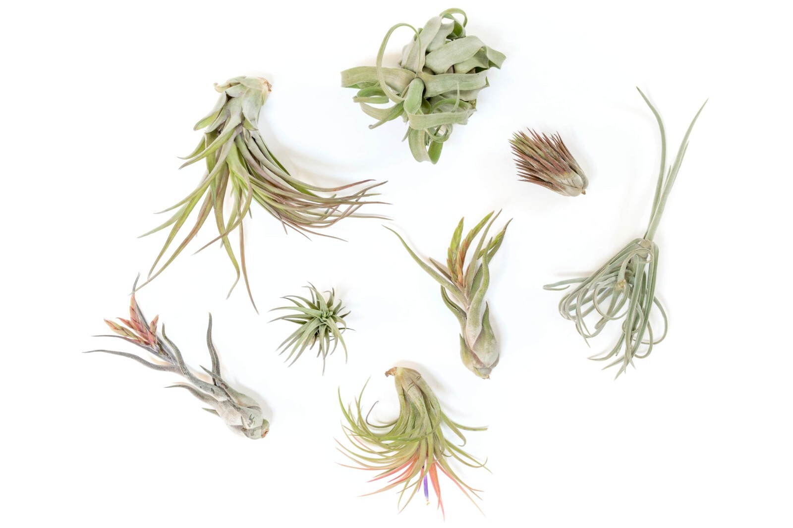 Premium Medium & Large Tillandsia Grab Bag – Wholesale Indoor/Outdoor Plants