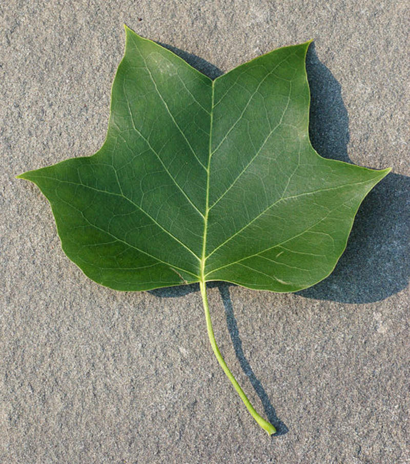 1-1000 PCS American Tulip Tree Seeds Liriodendron Tulipifera Yellow Flower 0160