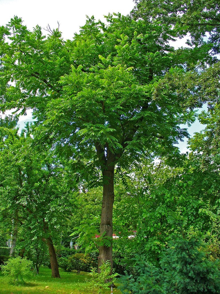 White Walnut Tree Seeds (20) / Organic / DELICIOUS / Cold Tolerant