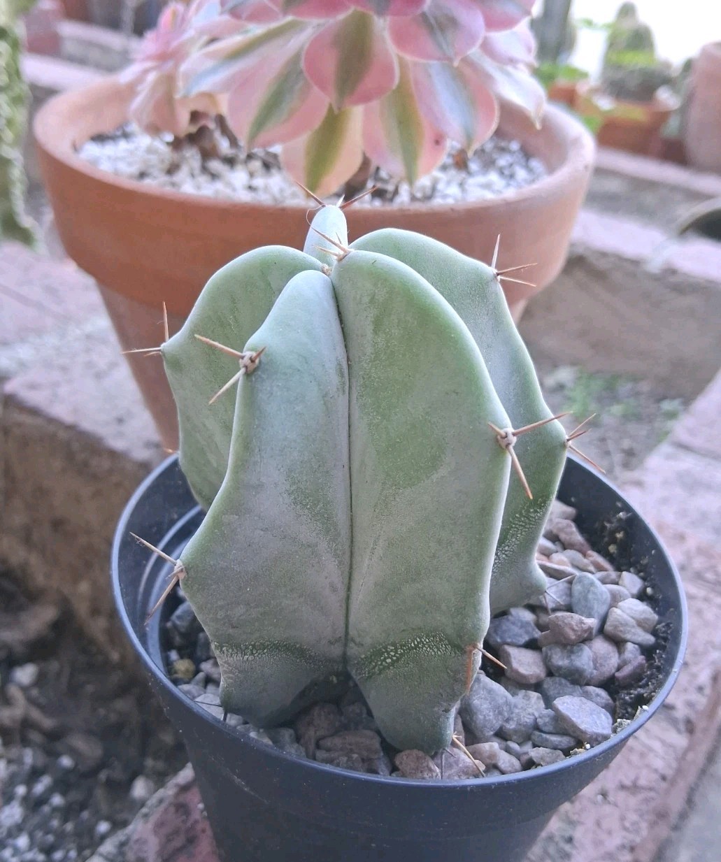 Stenocereus Pruinosis SPIRAL Gray Ghost Cactus Ships In A 4″ Pot!