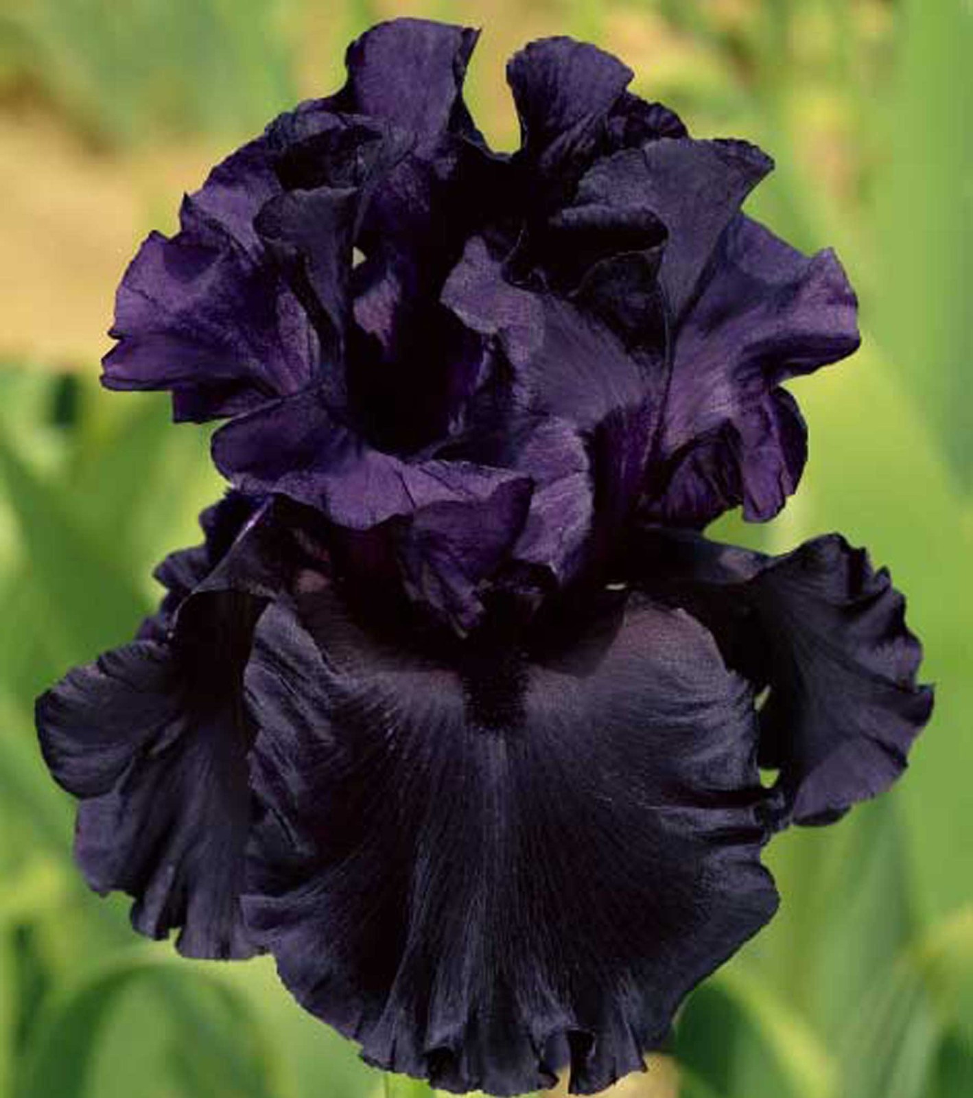All Night Long Iris Plant Quart Pot | Fragrant Purple Black Flowers Perennial