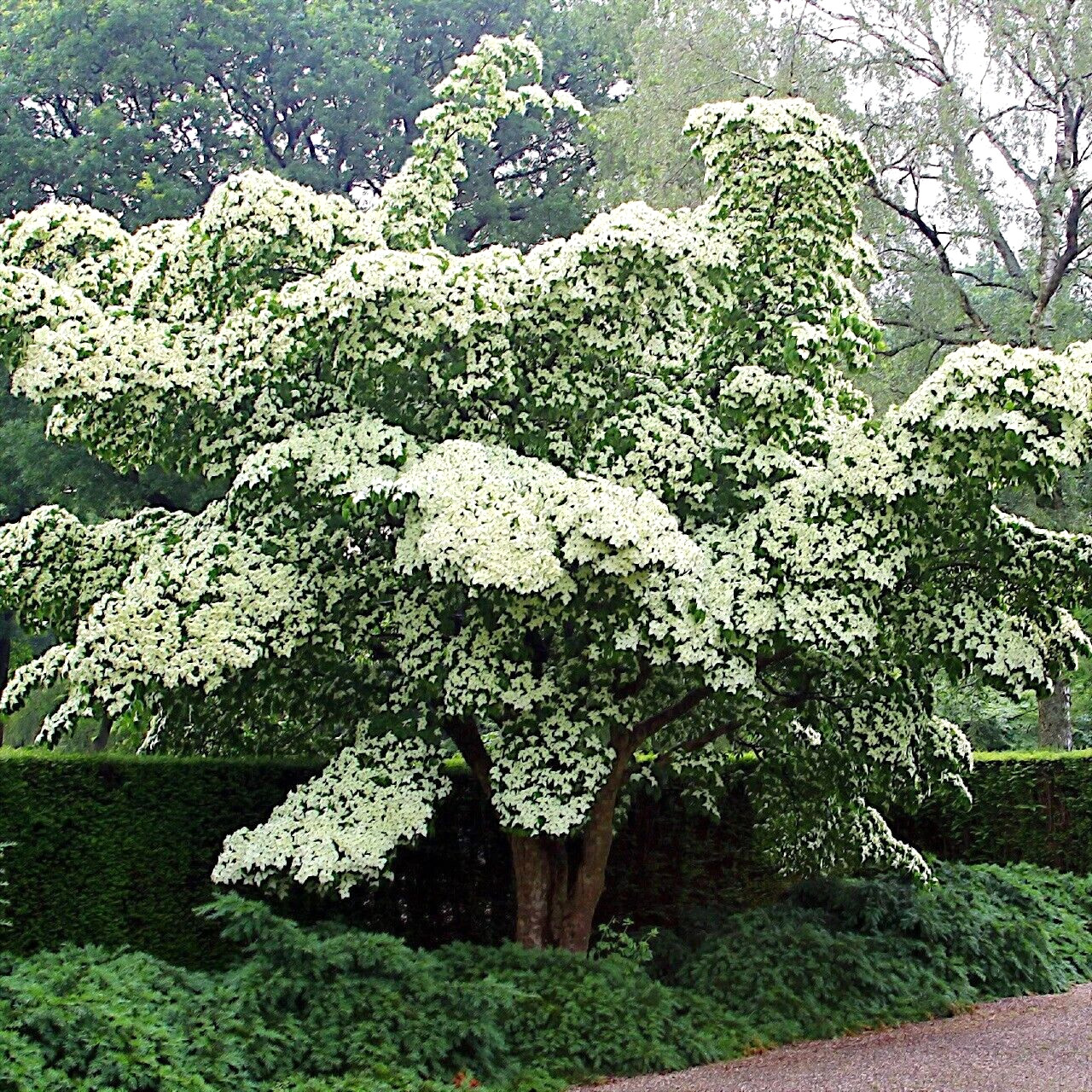 KOUSA DOGWOOD TREE SEEDS Chinese Milky Way Hardy-5 White Flower Red Fruit Plant