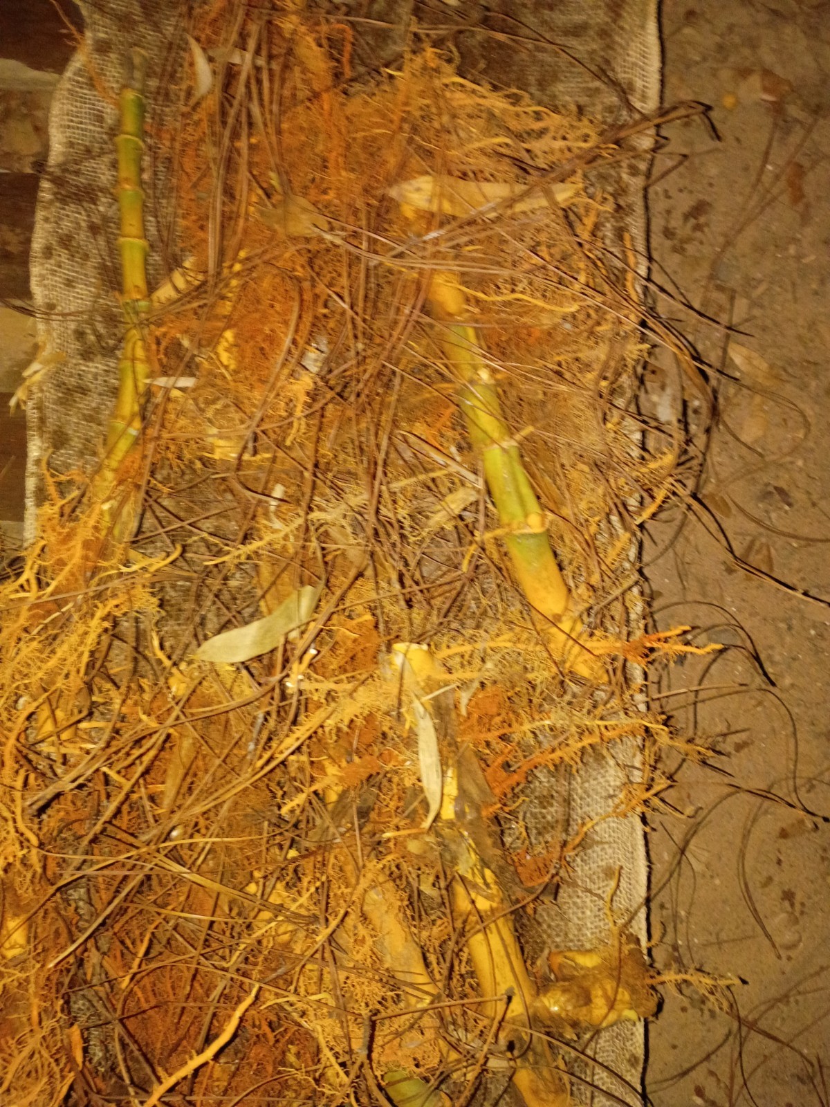10 Pack – Giant Timber Bamboo LIVE Rhizomes (Phyllostachys Vivax)
