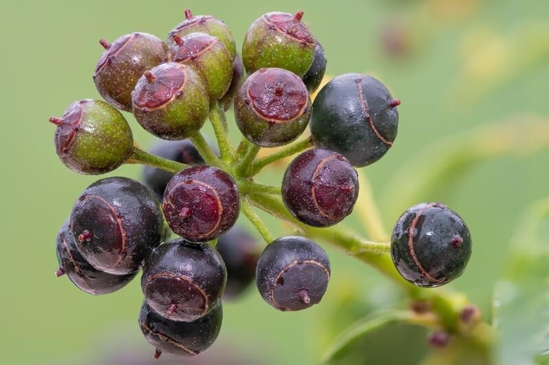 30 English Ivy Seeds for Planting – Easy to Grow Ivy Vine – Hedera helix