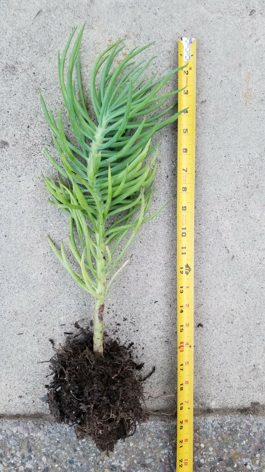 ROOTED 21″ Senecio Vitalis Blue Serpents Mermaid’s Tail Chalk Fingers Succulent