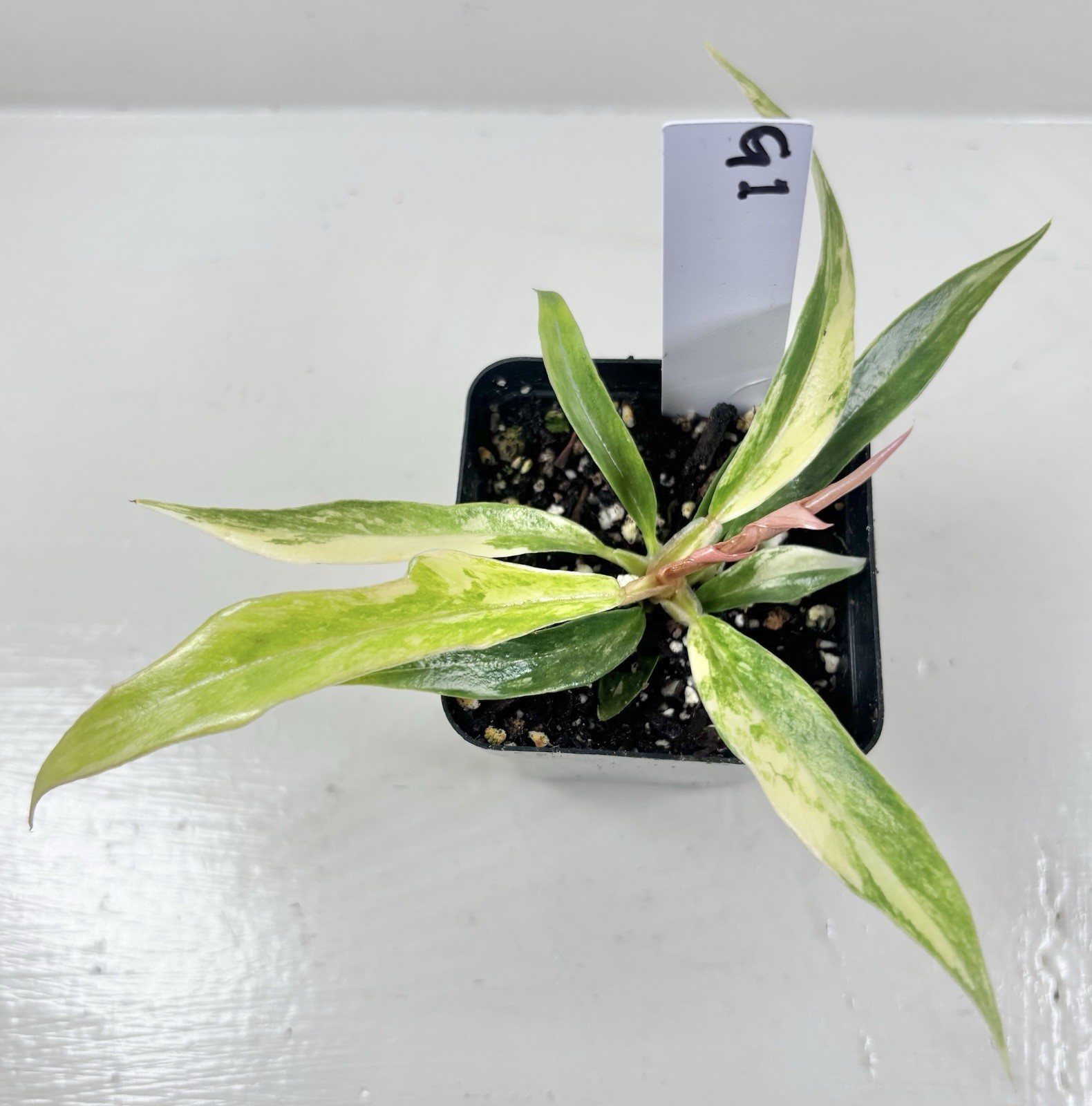 Variegated Philodendron Tortum Starter Plant – 2.5” Grow Pot