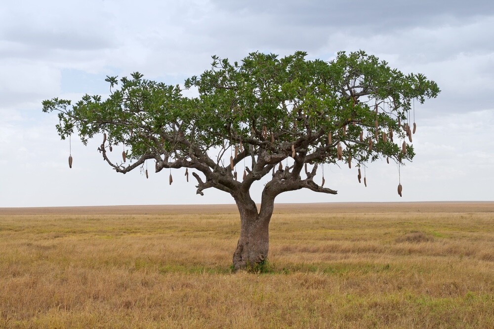 10 Sausage Tree Seeds Kigelia africana