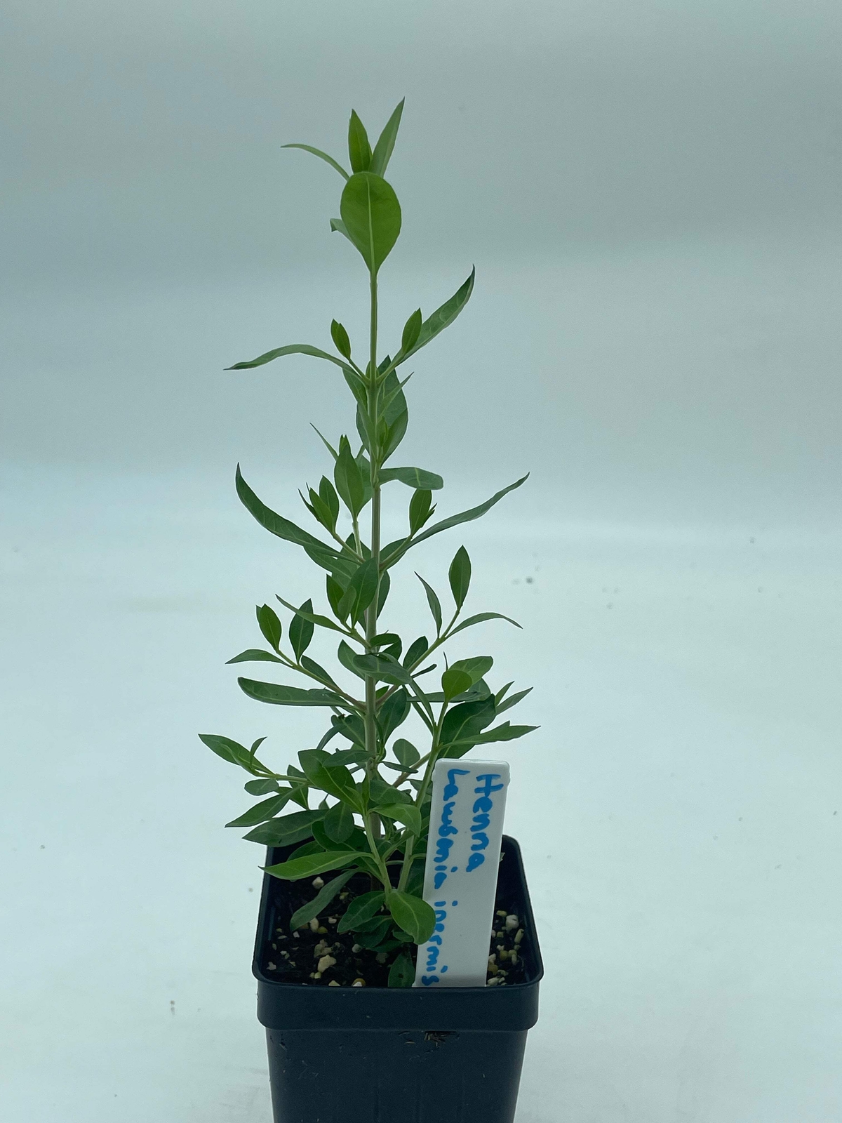 Henna Starter Plant – Lawsonia Inermis Easily Make Your Own Natural Ink For Art