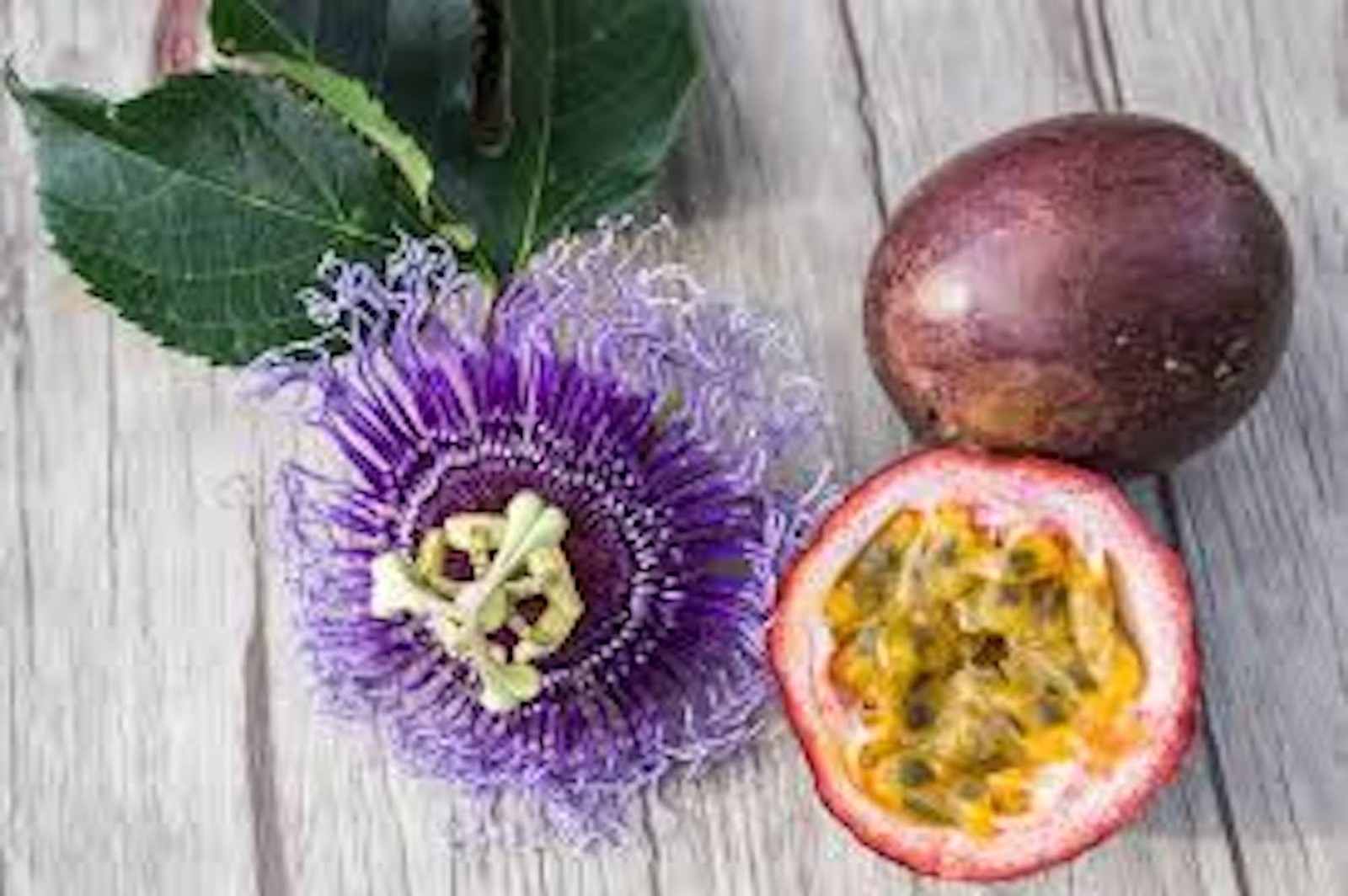 1 Purple Passion Fruit Starter Plant Passiflora edulis