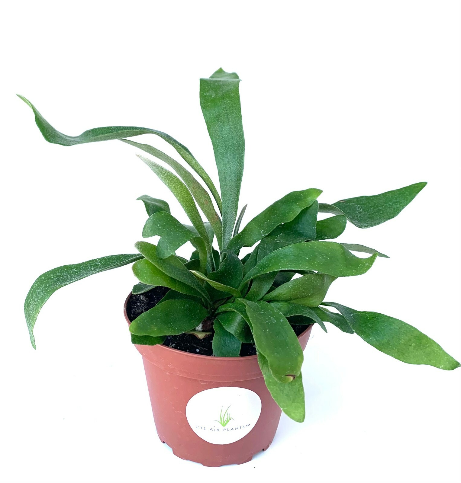 Staghorn Fern Platycerium Bifurcatum Netherlands