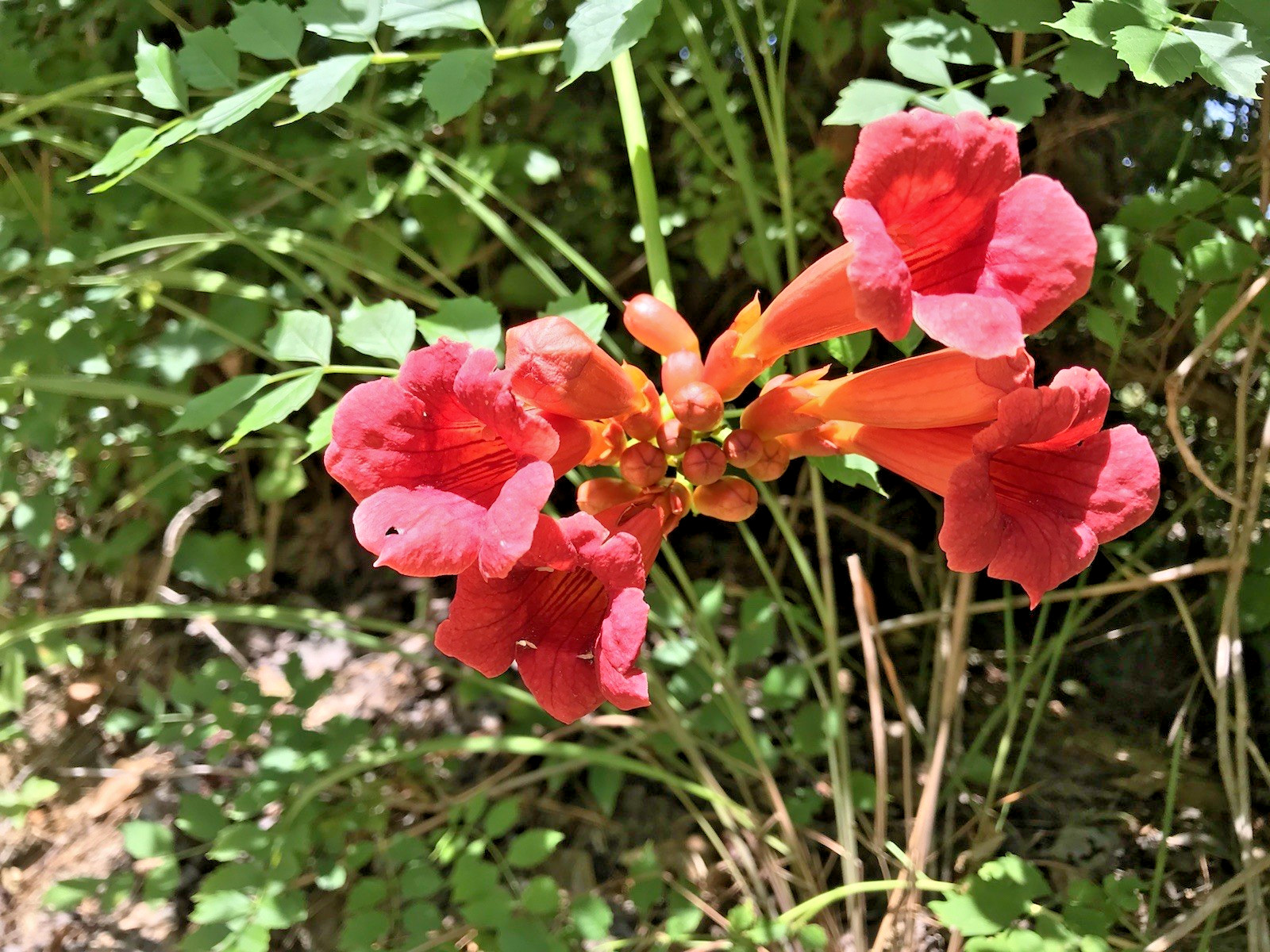 3 Reddish Orange Hummingbird Trumpet Vine Starter Plants 6-12 Inches 3 Reddish