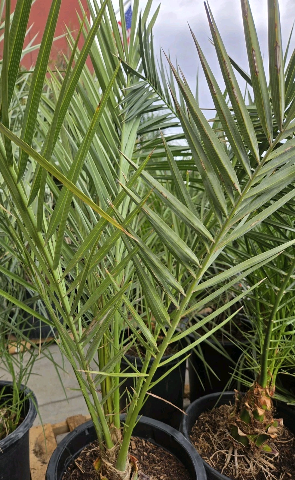 1- Medjool 11+ Year Old Date Palm Tree Phoenix Dactylifera Plant, 5 Gallon Pot