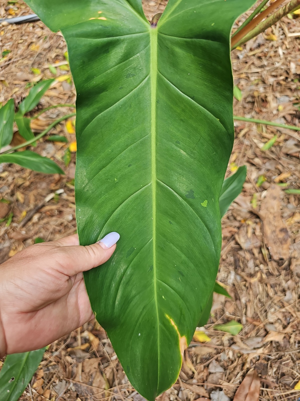 XXL Mature Variegated Philodendron Mexicanum Rugosum Aroid