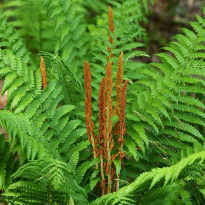 Set 5 Cinnamon Fern Rhizomes – Osmundastrum – Hardy Native Fern – Zones 3–9