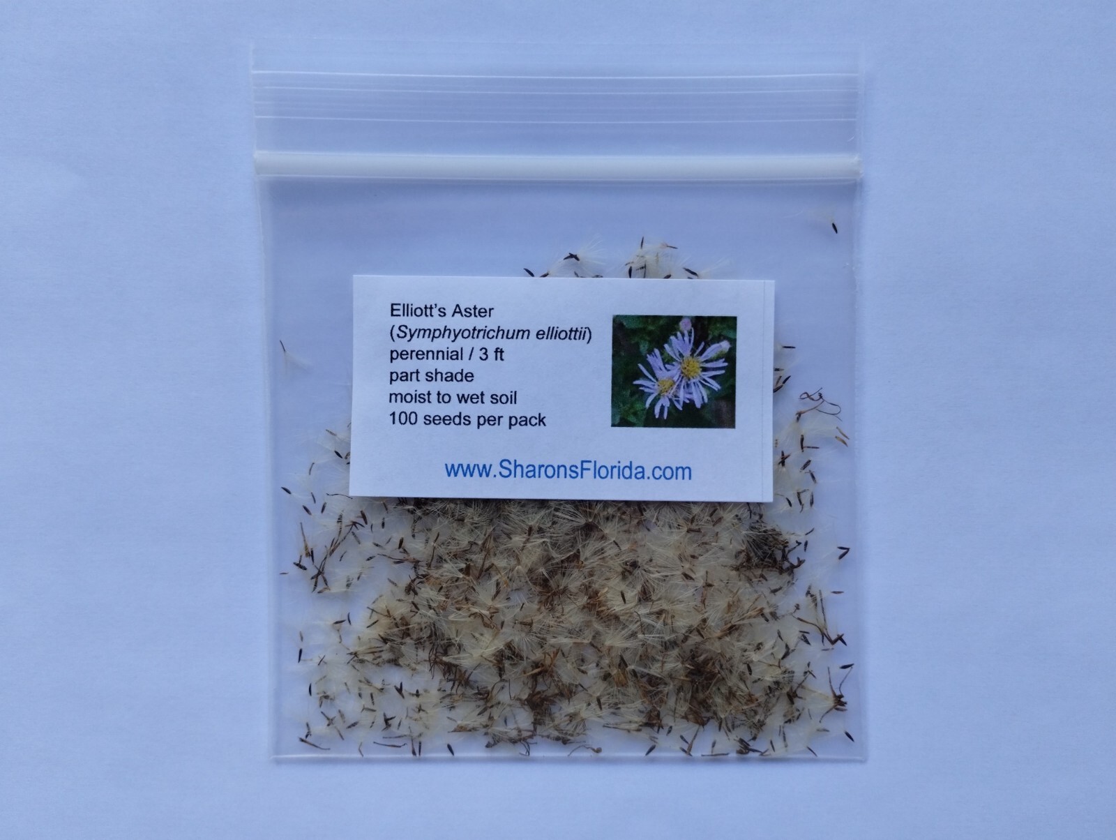 Elliott’s Aster (Symphyotrichum elliottii) ✤ 100 Seeds