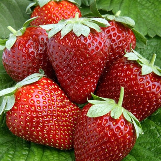 20 Ogallala Strawberry Bare Roots – Everbearing Fragaria × ananassa