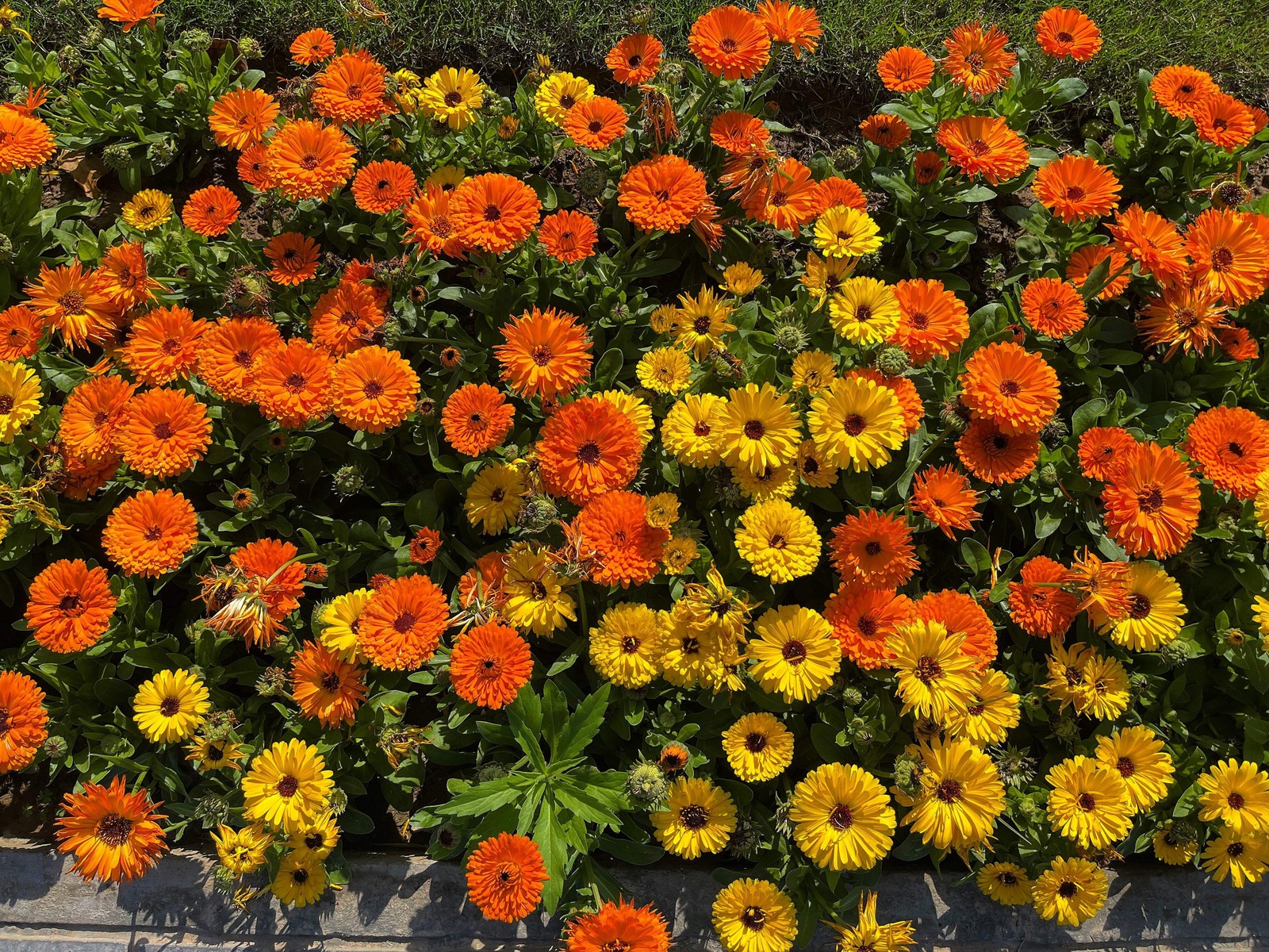 500 Mixed Colors FANCY MIX Pot MARIGOLD Calendula Officinalis Flower Seeds