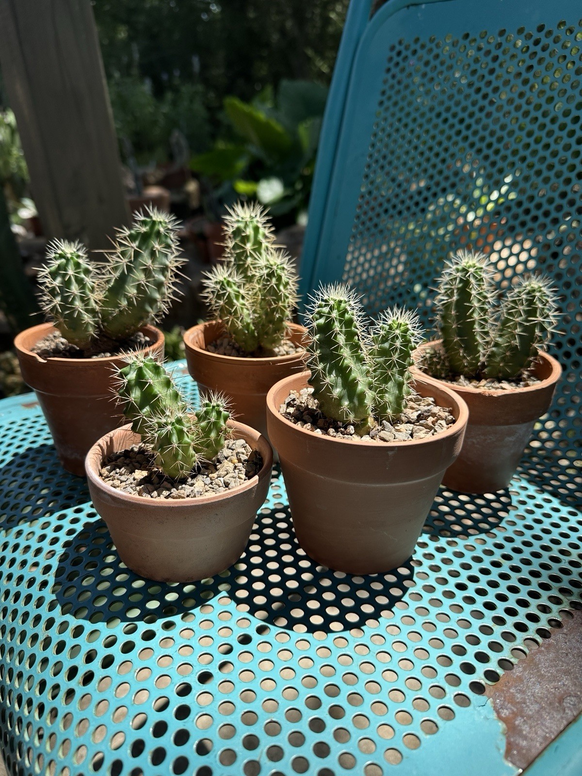 Echinocereus Coccineus Scarlet Hedgehog Cactus Claret Cup Bare Root Cold Hardy