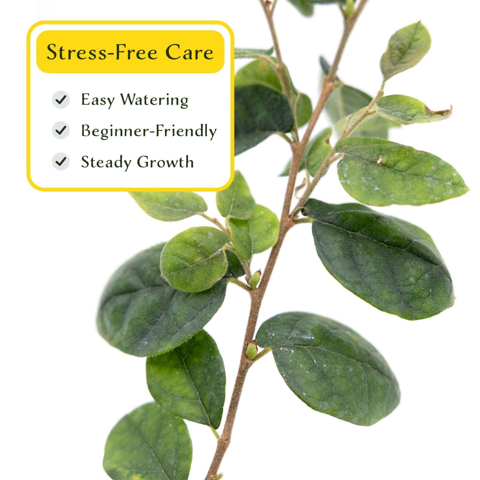 3 Chinese Fringe Flowers, Live Plants in 2.5″ Cubes (Loropetalum chinense)
