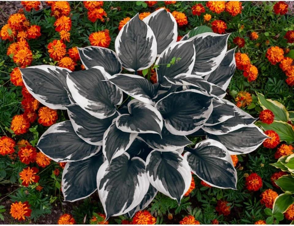 200pcs, Mixed Hosta Seeds for Planting Hosta Plant Seeds Moderate Drought