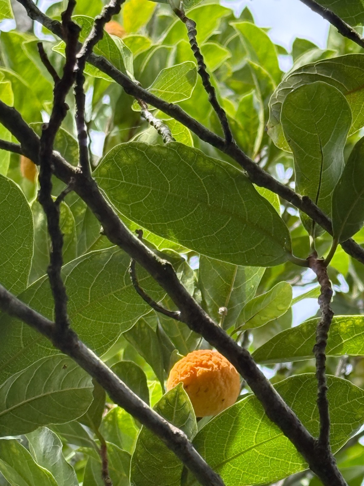 Kwai Muk Artocarpus Hypargyreus Tropical Fruit Tree Starter Plant