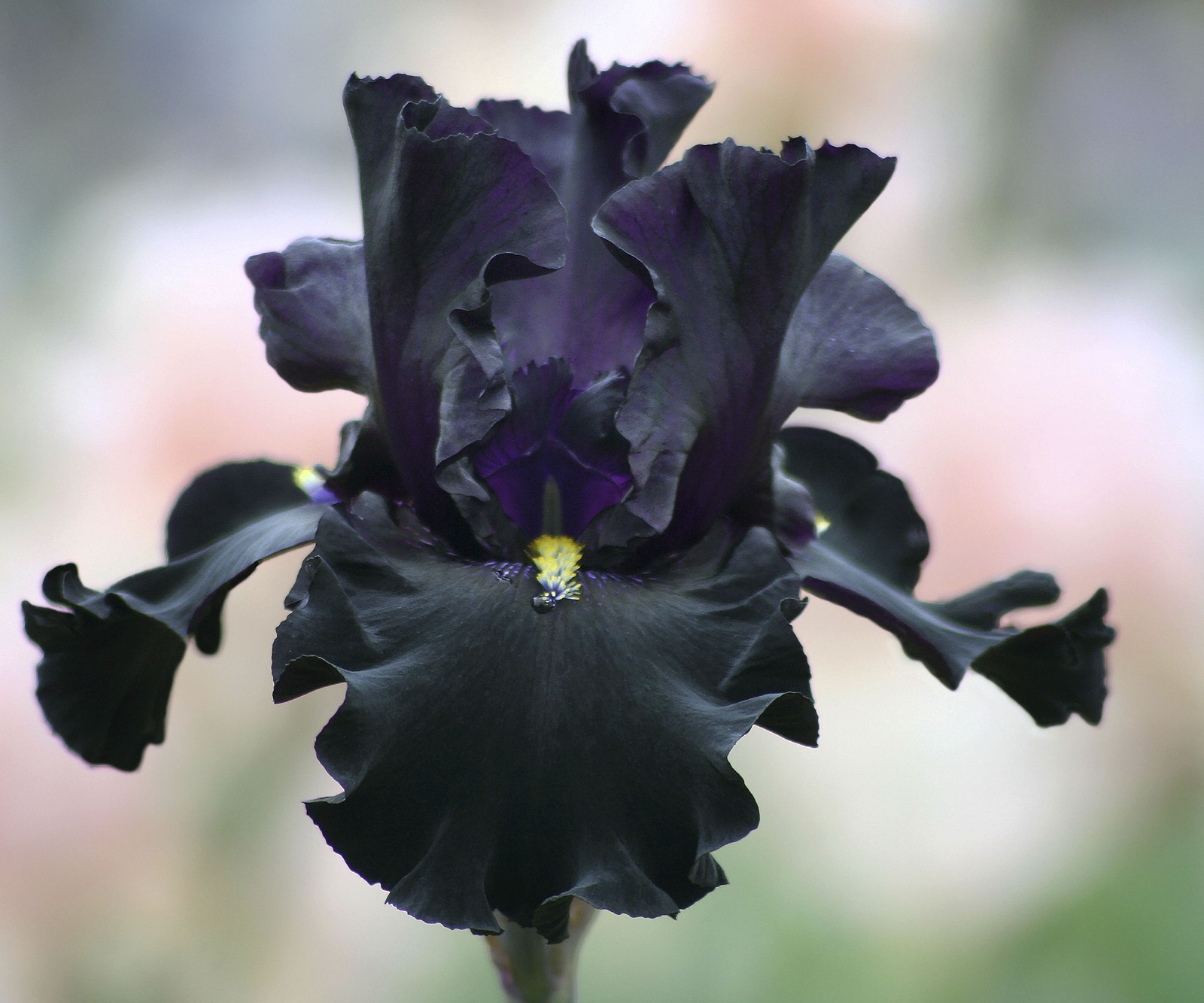 Senor Jinx Iris Plant Quart Pot | Masses of Black Flowers Perennial