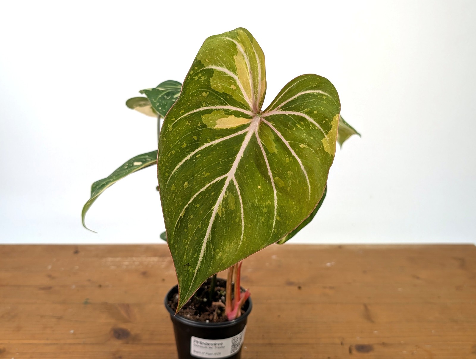 Philodendron Gloriosum Variegated – EXACT Plant #27B – 4″ Pot