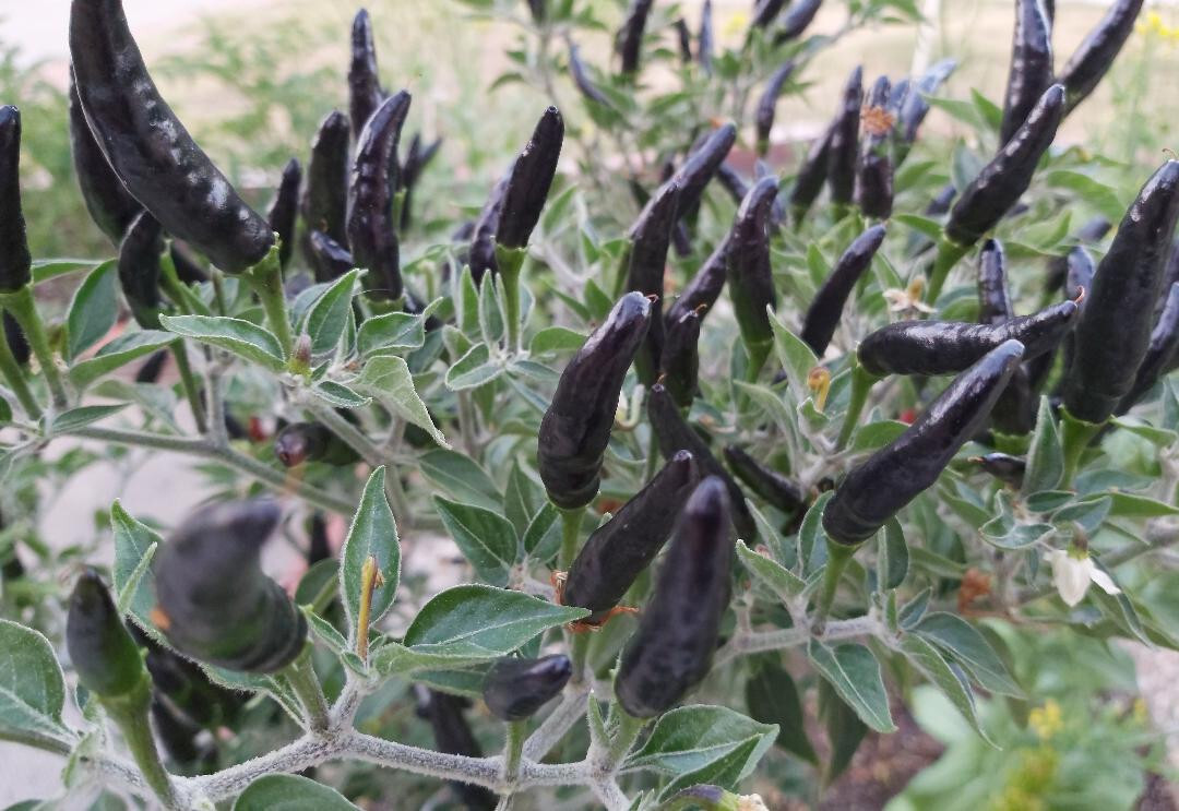 30+Fresh Rare Black Cobra Hot Chili,Black Pepper Organic Seeds