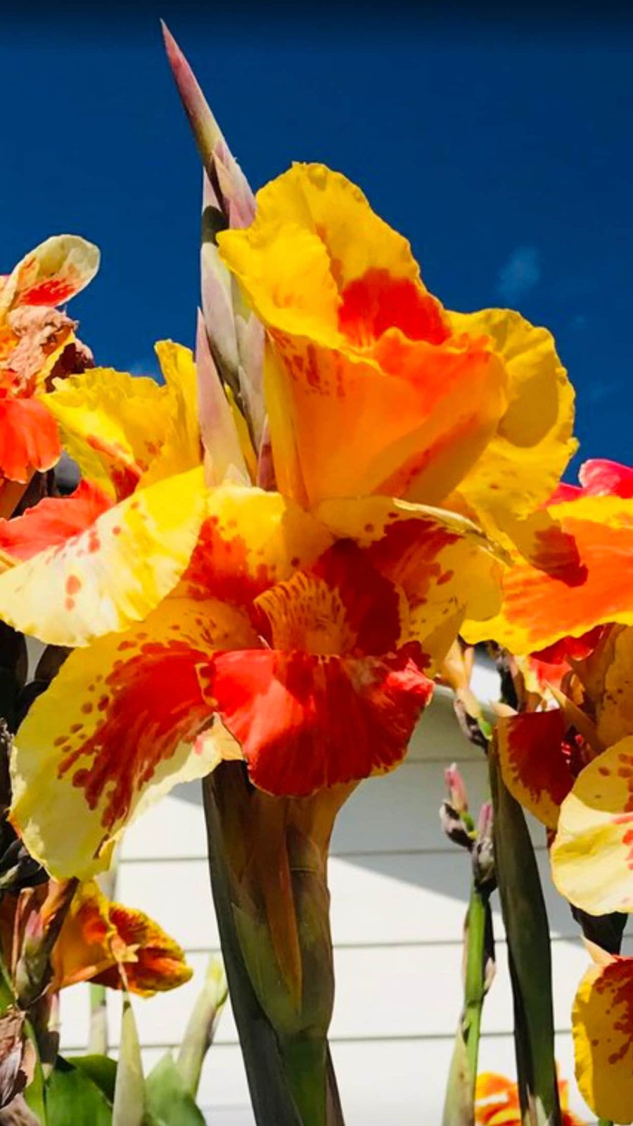 Thai Sunray Canna Lily Rhizomes – Reddish-Orange & Yellow Blooms – 1-Rhizome